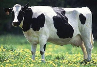 Комбикорм для дойных коров КК-60. Веселый мельник